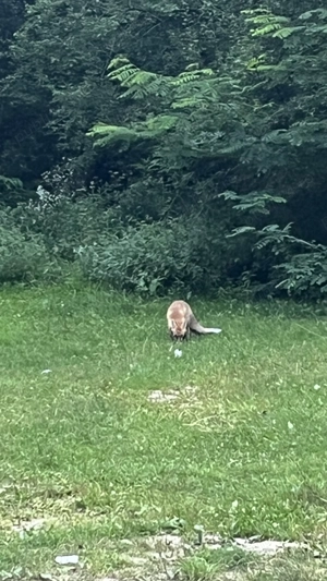 CAUT teren zona M r jdie, Gura Rîului, Sibiu