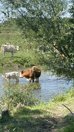 CAUT teren în zona Mărăjdie, județul Sibiu