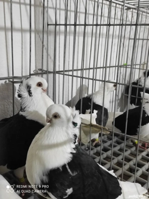 Jucători de Constanța  - imagine 2