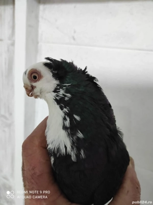 Jucători de Constanța  - imagine 3