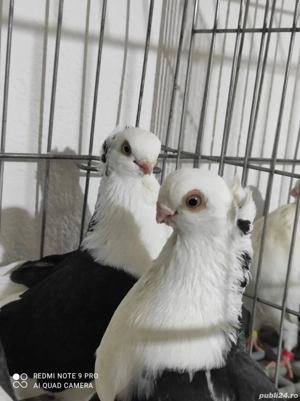 Jucători de Constanța  - imagine 5