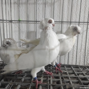 Jucători de Constanța  - imagine 4