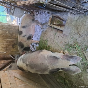 Porc de vânzare 