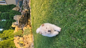  Catei Chow chow disponibili  - imagine 4