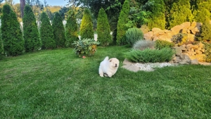  Catei Chow chow disponibili  - imagine 2
