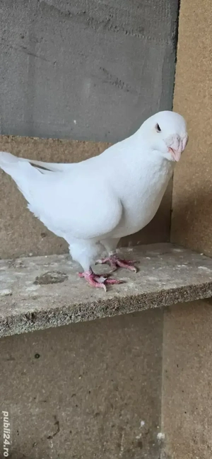 american giant homer 