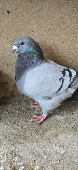 american giant homer  - imagine 2