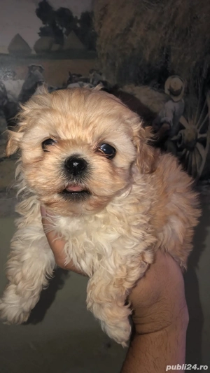 bichon havanez auriu 2 luni