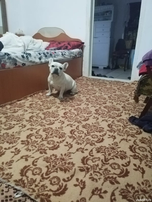 Femelă buldog francez - imagine 2