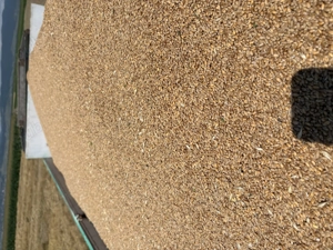 Vând Grâu anul 2025 Foarte frumos