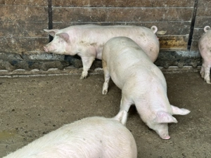 Porci 80-250 kg - imagine 2