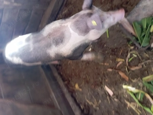 Vând purcea in jur de 100-130 kg - imagine 4 Vând purcea in jur de 100-130 kg - imagine 4