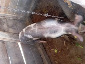 Vând purcea in jur de 100-130 kg - imagine 3 Vând purcea in jur de 100-130 kg - imagine 3