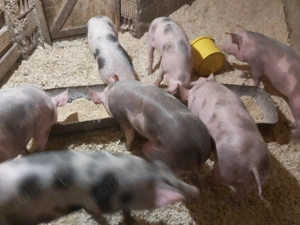 Vând purceluși Pietrain 