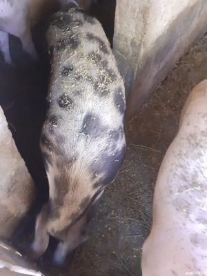 Porci de vanzare - imagine 4