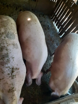 Porci de vanzare - imagine 3
