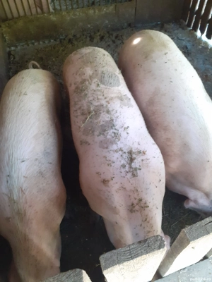 Porci de vanzare - imagine 2