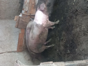 Porcii de vanzare - imagine 2 Porcii de vanzare - imagine 2