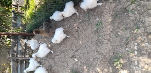 Tineret matase japoneza 