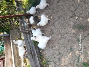 Tineret matase japoneza  - imagine 2