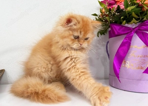 Motănel Scottish Straight Longhair, culoare cream-orange, cu Pedigree