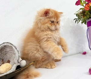 Motănel Scottish Straight Longhair, culoare cream-orange, cu Pedigree