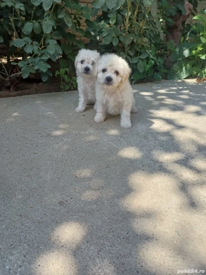 Doua femele bichon