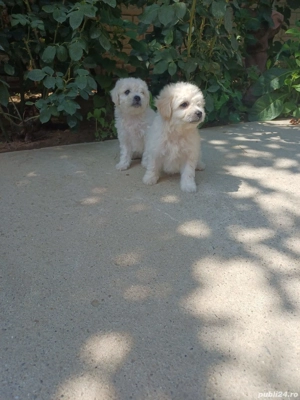 Doua femele bichon - imagine 2