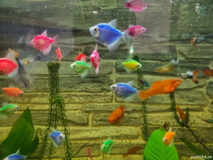 Hrana congelata si pesti acvariu xifo,zebre,tetra multicolori,neoni,scalari,caras auriu