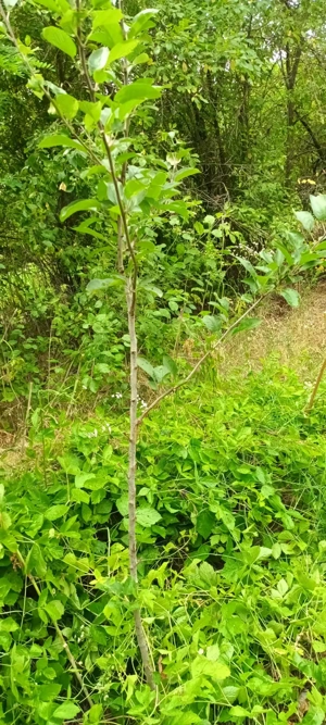 Proprietar vând teren intravilan cu casă demolabila in Poeni