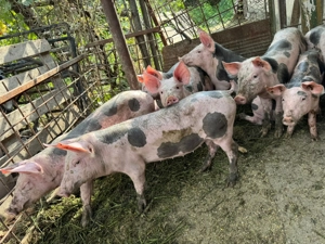 Vând purcei pietran pur 