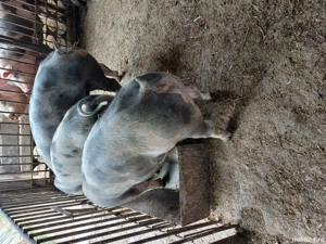 scrofite reproducție  - imagine 4