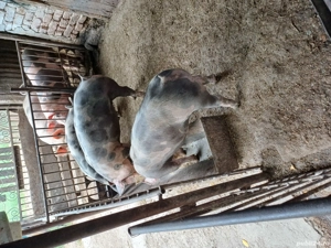 scrofite reproducție  - imagine 3