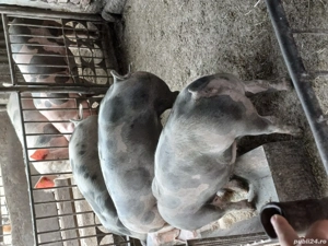 scrofite reproducție  - imagine 2