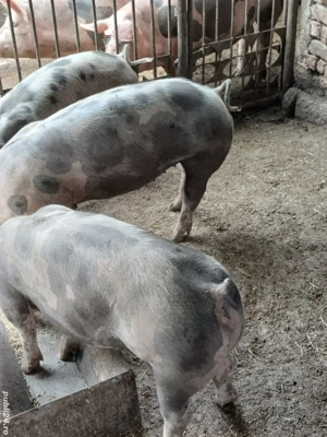 scrofite reproducție 