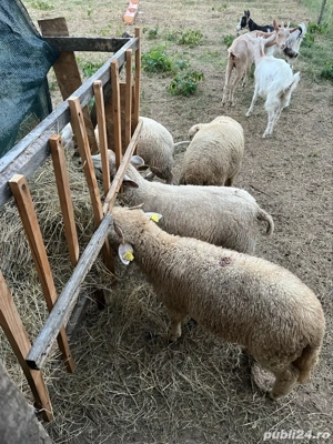 Vand doua mielute - imagine 4