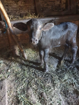 Vițelul de bivol - imagine 9 Vițelul de bivol - imagine 9