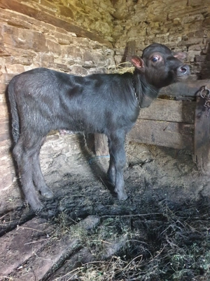 Vițelul de bivol - imagine 10 Vițelul de bivol - imagine 10