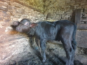 Vițelul de bivol - imagine 2 Vițelul de bivol - imagine 2