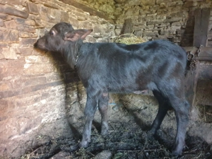 Vițelul de bivol - imagine 11 Vițelul de bivol - imagine 11