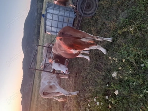 Vaca cu lapte de vanzare