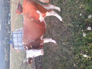 Vaca cu lapte de vanzare - imagine 2 Vaca cu lapte de vanzare - imagine 2