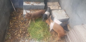 Purcei de vanzare - imagine 3