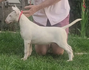 vand pui bull terrier