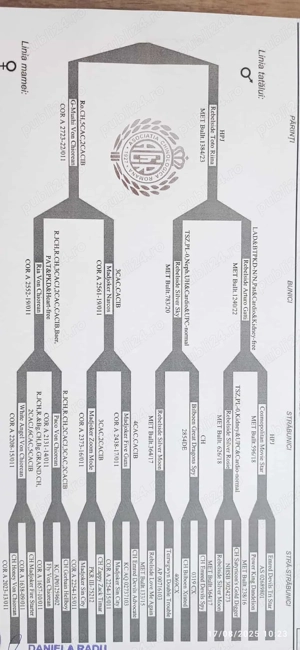 vand pui bull terrier  - imagine 4