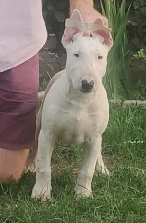 vand pui bull terrier  - imagine 3