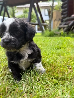 Bichon Havanez - imagine 3 Bichon Havanez - imagine 3