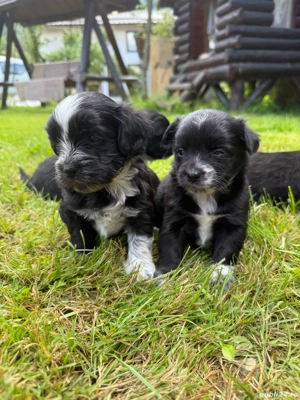 Bichon Havanez - imagine 4 Bichon Havanez - imagine 4