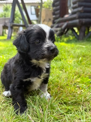 Bichon Havanez - imagine 2 Bichon Havanez - imagine 2