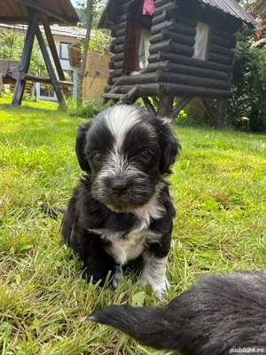 Bichon Havanez - imagine 5 Bichon Havanez - imagine 5